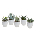 5× mélange Gasteria/Haworthia en pot blanc – Ø6 cm, 13 cm de haut