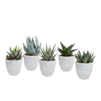 5× mélange Gasteria/Haworthia en pot blanc – Ø6 cm, 13 cm de haut