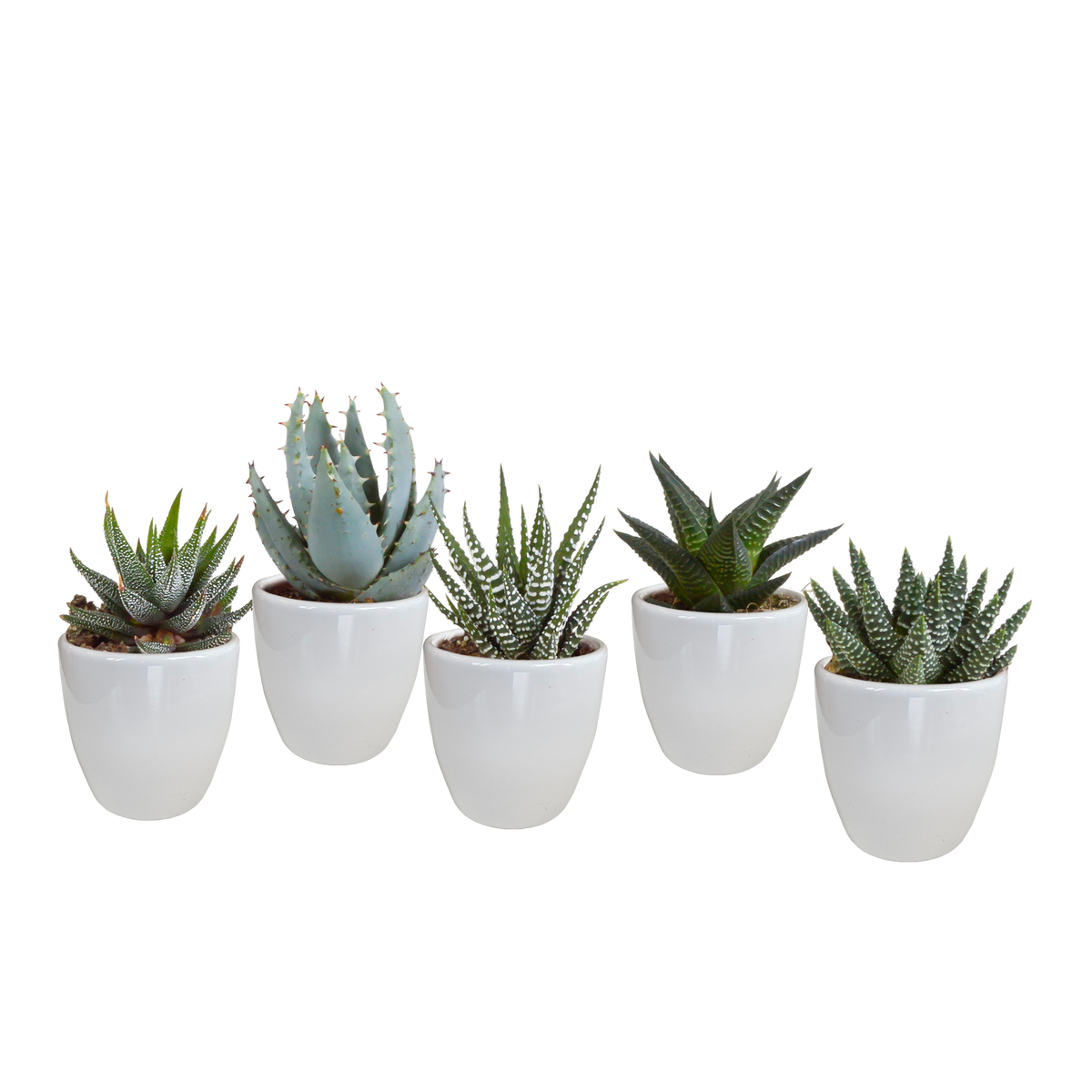 5× mélange Gasteria/Haworthia en pot blanc – Ø6 cm, 13 cm de haut