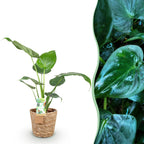 Alocasia Cucullata (olifantsoor) met mand – Ø17 cm, 60–65 cm hoog