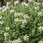 Thymus praecox 'Albiflorus' (vit kryp-timjan) – 12 plantor, Ø11 cm, 15–25 cm höga