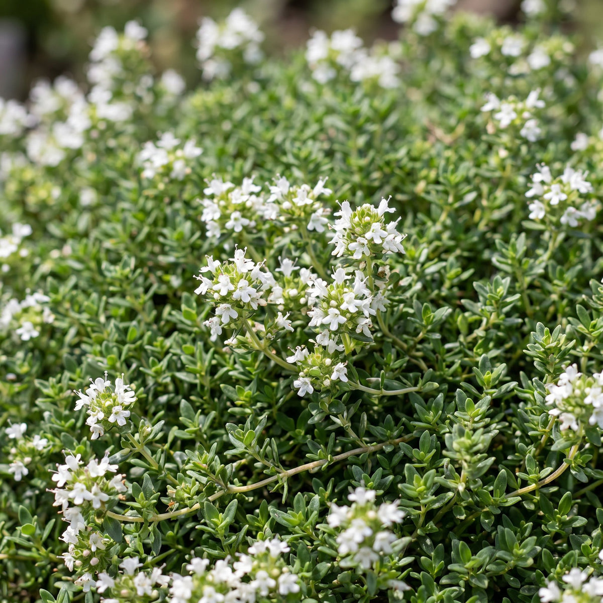 Thymus praecox 'Albiflorus' (witte kruiptijm) – 12 planten, Ø11 cm, 15–25 cm hoog