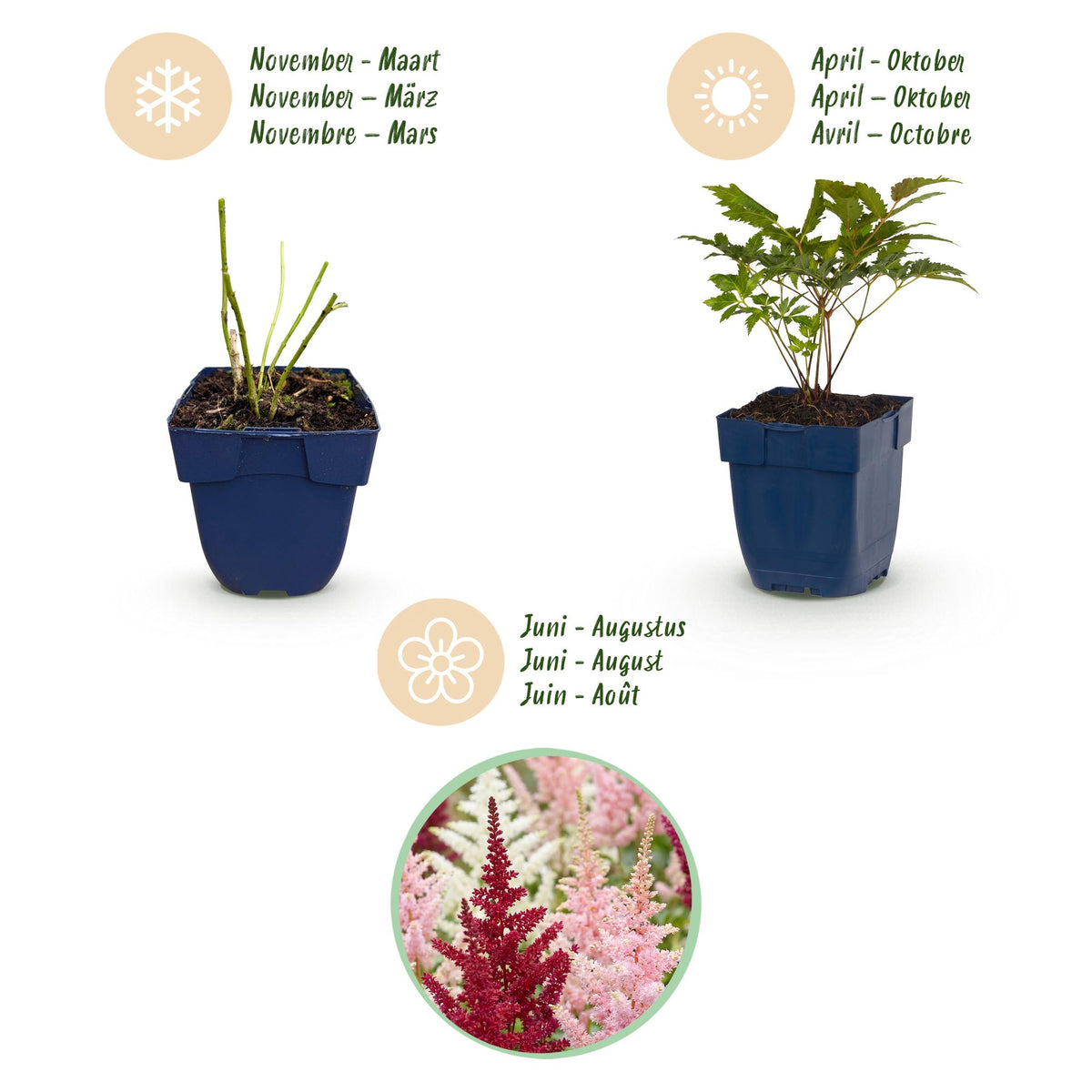 Astilbe 'Tricolour' (Fliederblumen) – violett-rosa-weiß – 24 Pflanzen, Ø11 cm, 15–25 cm hoch