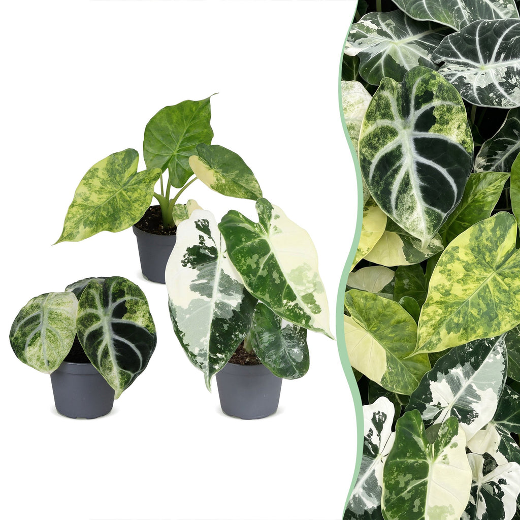 3× Baby Alocasia Tricolour Variegata (Elephant Ear) – Ø6 cm, 5–15 cm tall