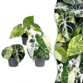 3× Baby Alocasia Tricolour Variegata (Elephant Ear) – Ø6 cm, 5–15 cm tall