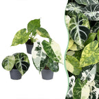 3× Baby Alocasia Tricolour Variegata (Elephant Ear) – Ø6 cm, 5–15 cm tall