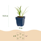 Agapanthus africanus 'Albus' (Afrikanische Lilie) – weiß – Ø11 cm, 15–25 cm hoch