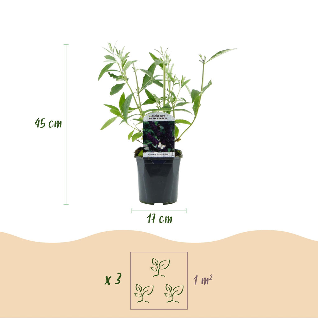 Buddleja davidii 'Black Night' (vlinderstruik) – paars – Ø17 cm, 45 cm hoog