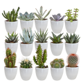 15× Cactus en vetplanten mix (Cactaceae) in witte pot – Ø7 cm, 13 cm hoog