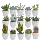 15× Cactus en vetplanten mix (Cactaceae) in witte pot – Ø7 cm, 13 cm hoog