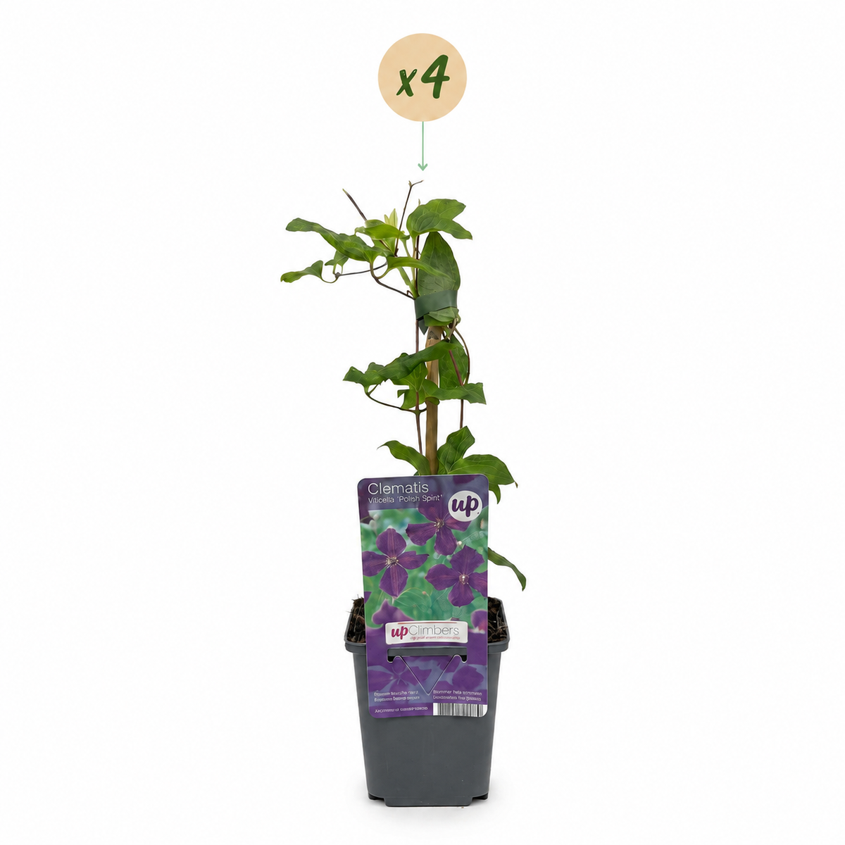 Clematis 'Viticella Polish Spirit' (bosrank) – paars – 4 planten, Ø9 cm, 35 cm hoog