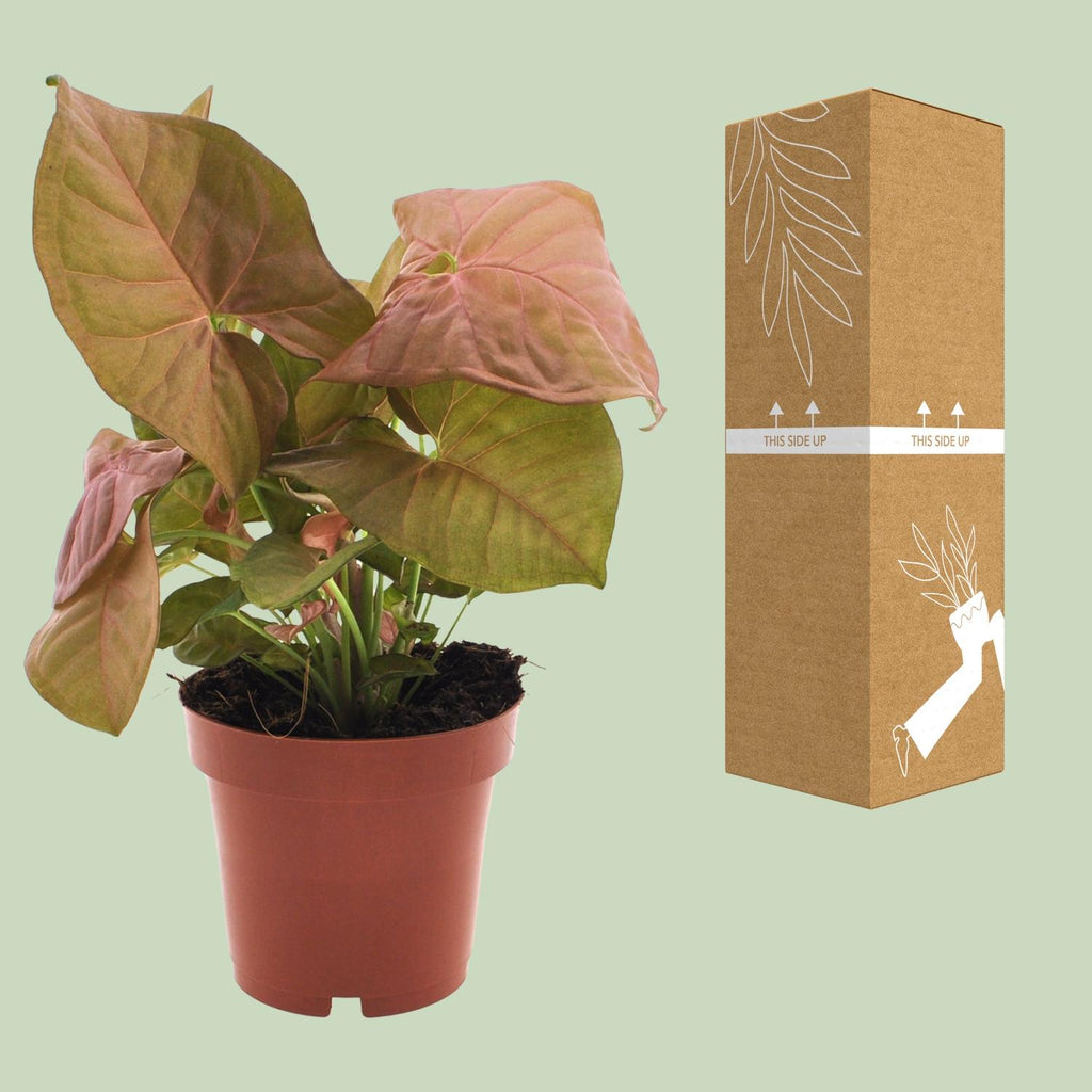 Syngonium Neon – Ø12 cm, 25 cm hoog