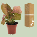 Syngonium Neon – Ø12 cm, 25 cm hoog