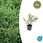 Symphoricarpos ch. 'Hancock' (snowberry) – 6 plants, Ø9 cm, 10–25 cm high