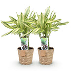 2× Dracaena fragrans Diamond Dream (arbre au dragon) avec panier – Ø17 cm, 50–55 cm de haut