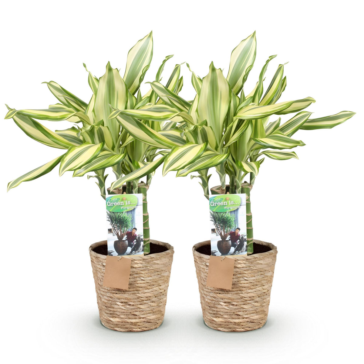 2× Dracaena fragrans Diamond Dream (arbre au dragon) avec panier – Ø17 cm, 50–55 cm de haut – photo 2