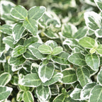 Euonymus fort. 'Emerald Gaiety' (spindle bush) – 12 plants, Ø9 cm, 10–25 cm high