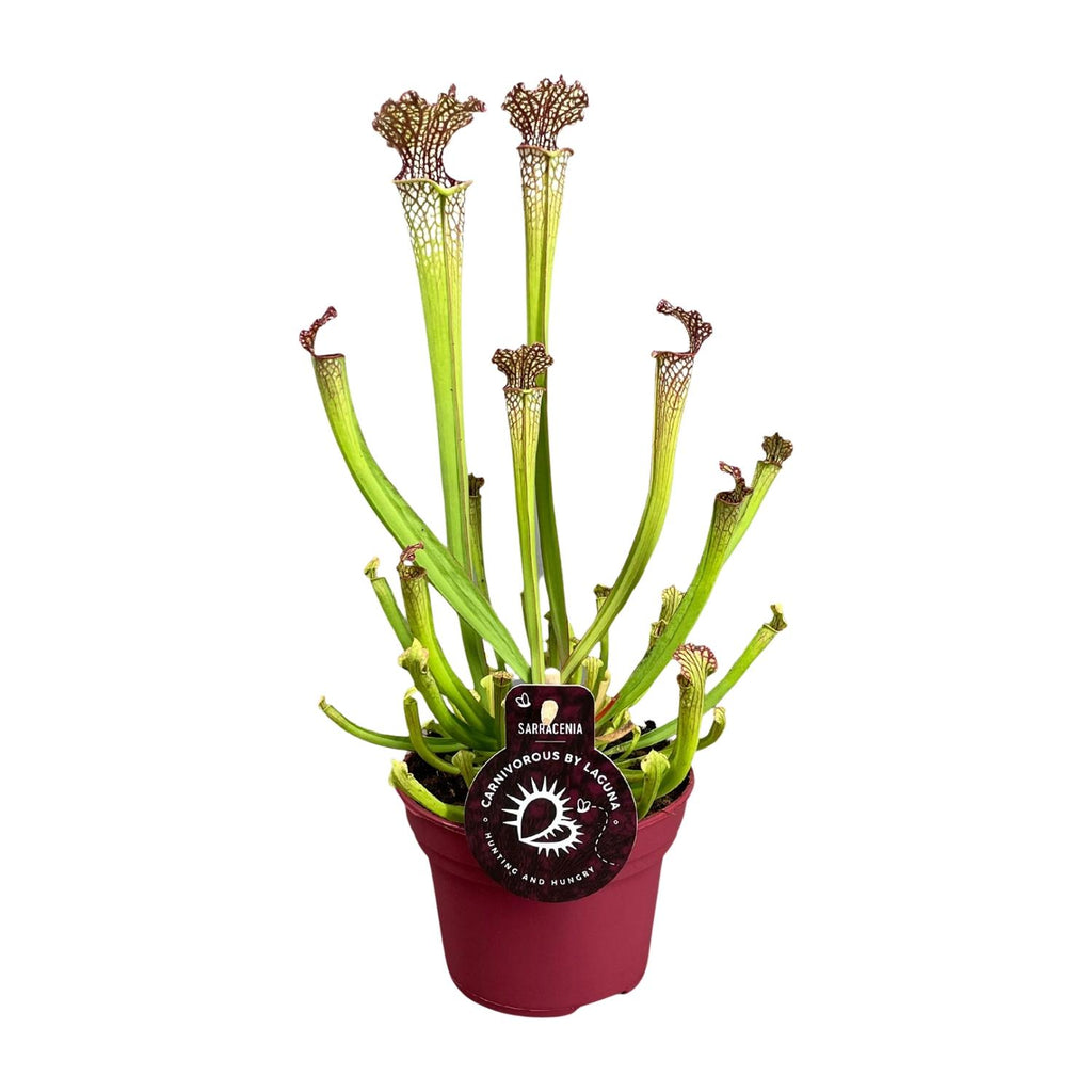 Sarracenia farnhamii (trompetbægerplante) – Ø 12 cm, 40 cm høj