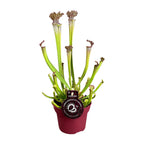 Sarracenia farnhamii (trompetbægerplante) – Ø 12 cm, 40 cm høj