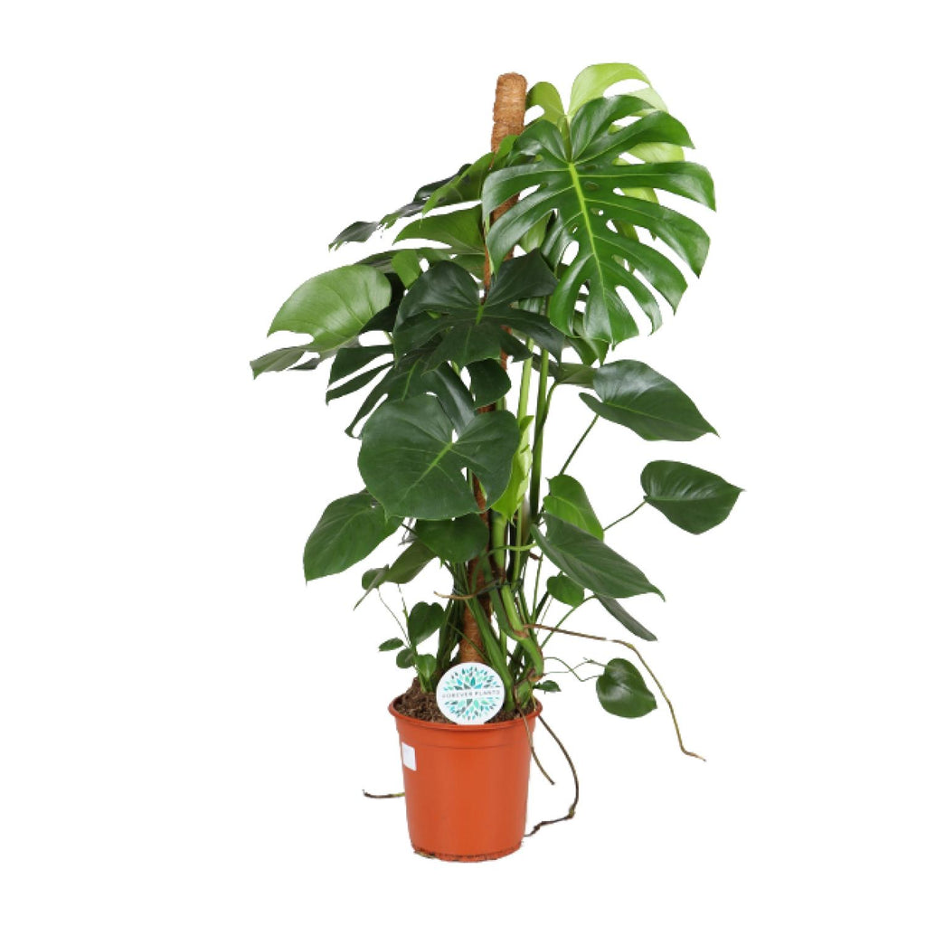 Monstera deliciosa (Swiss cheese plant) – Ø24 cm, 105 cm high