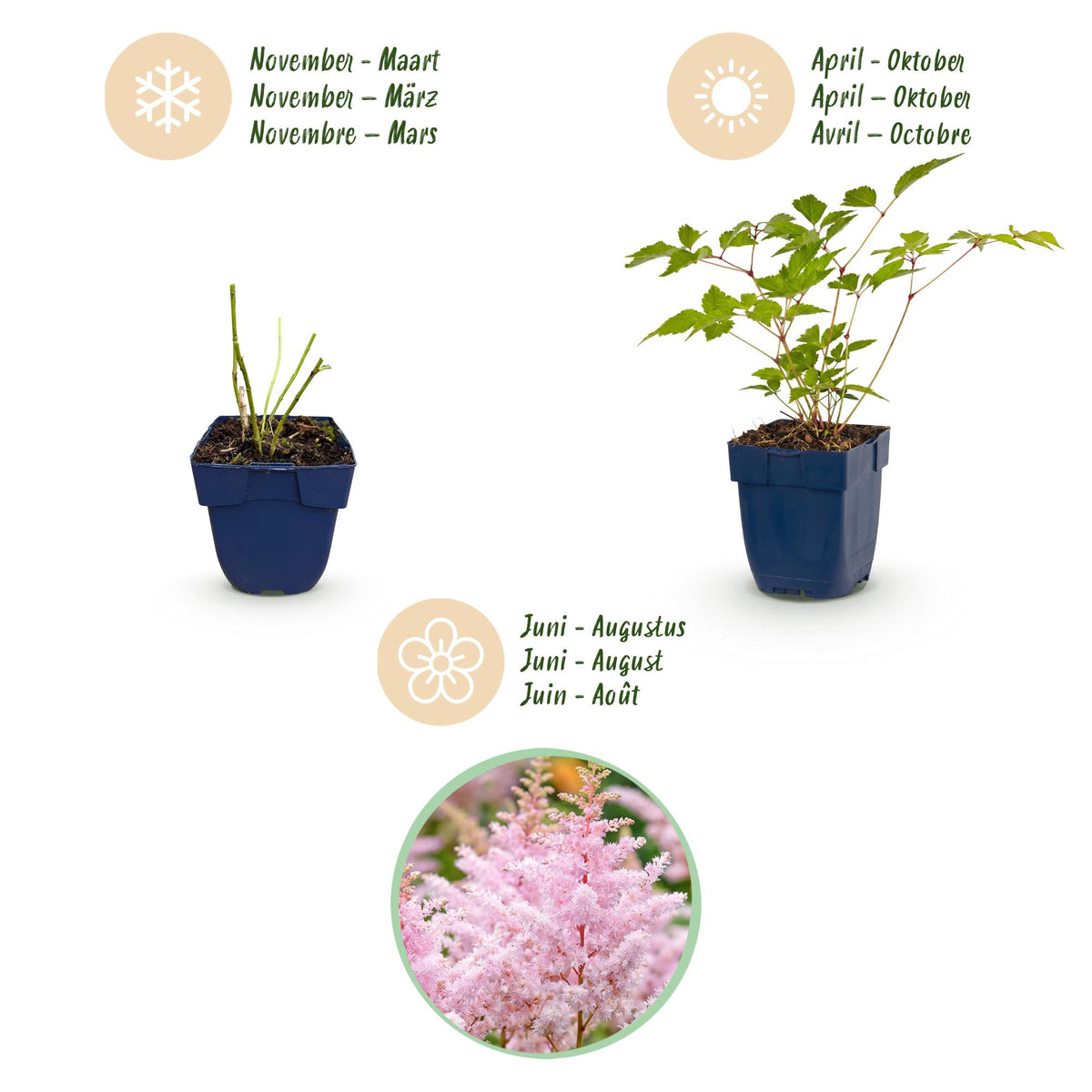 Astilbe 'Europa' (Fliederblumen) – rosa – 6 Pflanzen, Ø11 cm, 15–25 cm hoch
