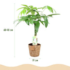 Pachira aquatica mit geflochtenem Stamm (Geldbaum) und Korb – Ø 17 cm, 60–70 cm hoch