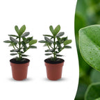 2× Clusia Princess – Ø12 cm, 40 cm de haut