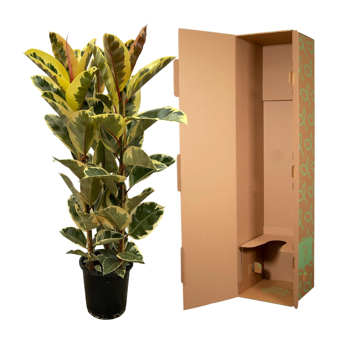 Ficus elastica Tineke struik (rubberplant) – Ø28 cm, 140 cm hoog