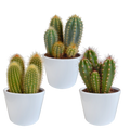 Cereus-Mix (Cactaceae) im weißen Topf – Ø 11 cm, 23 cm hoch