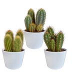 Cereus-Mix (Cactaceae) im weißen Topf – Ø 11 cm, 23 cm hoch