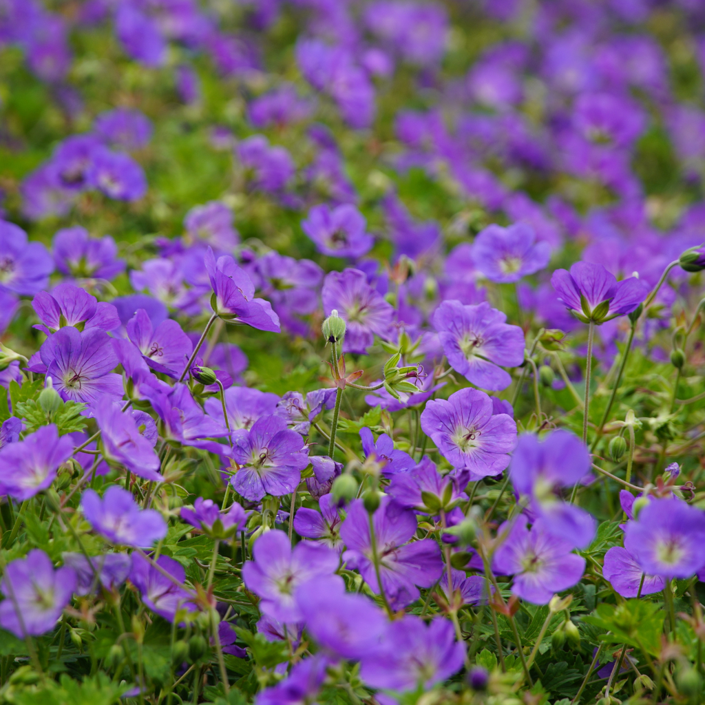 Geranium 'Azure Rush' (Storchschnabel) – 24 Pflanzen, Ø9 cm, 10–25 cm hoch – Bild 7
