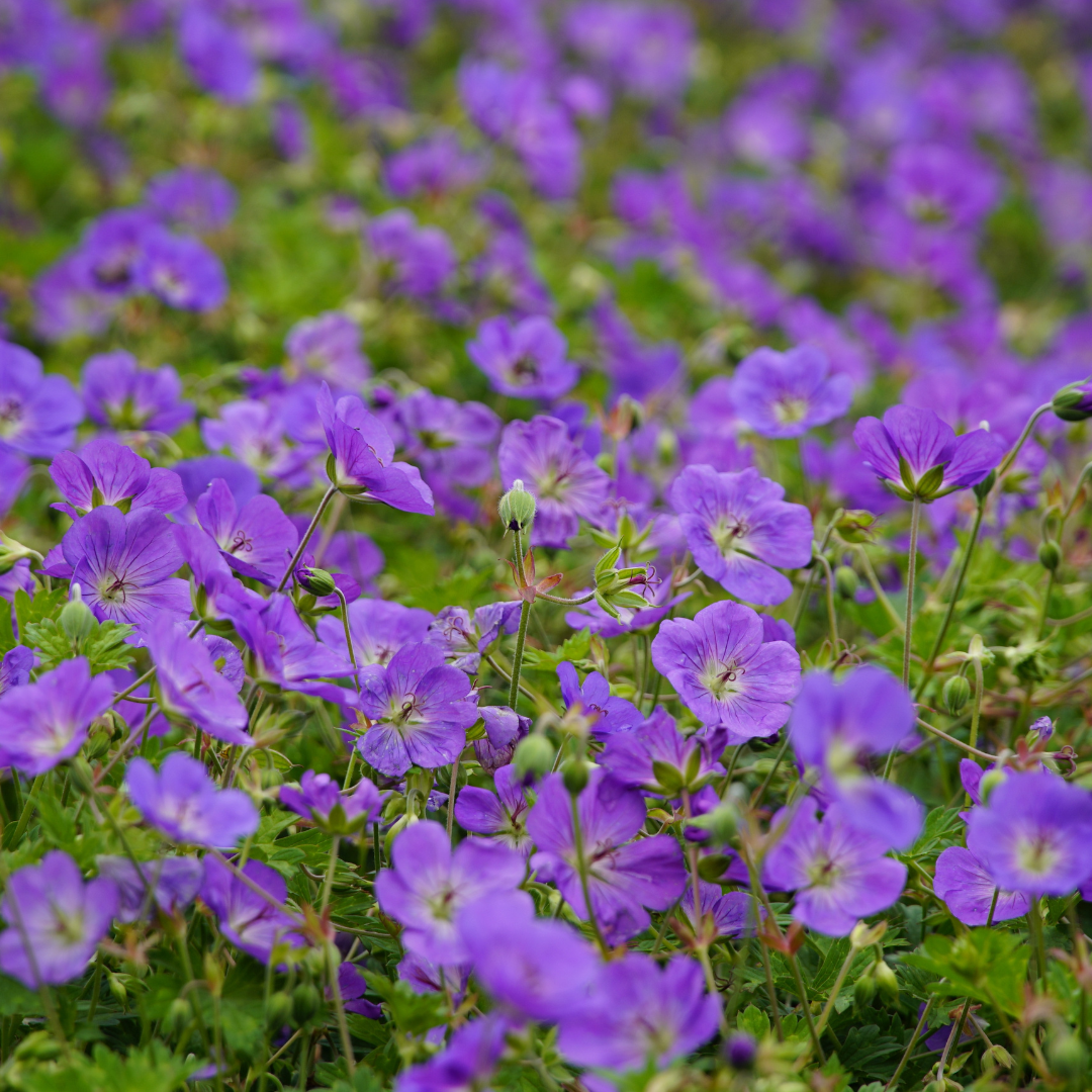 Geranium 'Azure Rush' (Storchschnabel) – 24 Pflanzen, Ø9 cm, 10–25 cm hoch – Bild 7