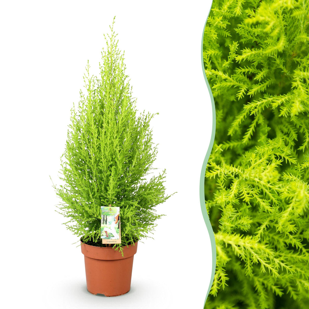 Cupressus Gold Crest Wilma (indendørs cypres) – Ø21 cm, 85–95 cm høj