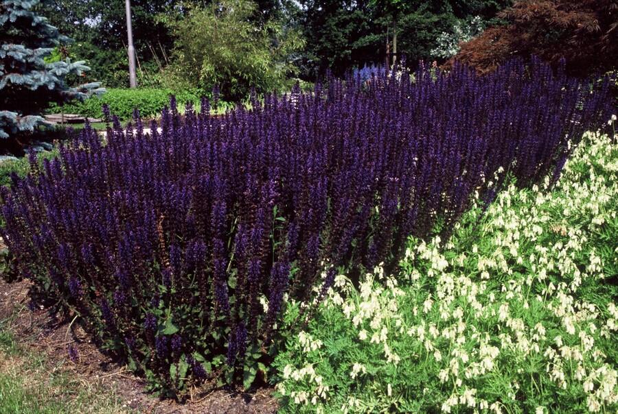 Salvia nemorosa 'Mainacht' (sage) – 60 plants, Ø9 cm, 10–25 cm high