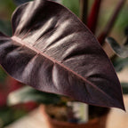 Philodendron Imperial Red – Ø19 cm, 60 cm de haut