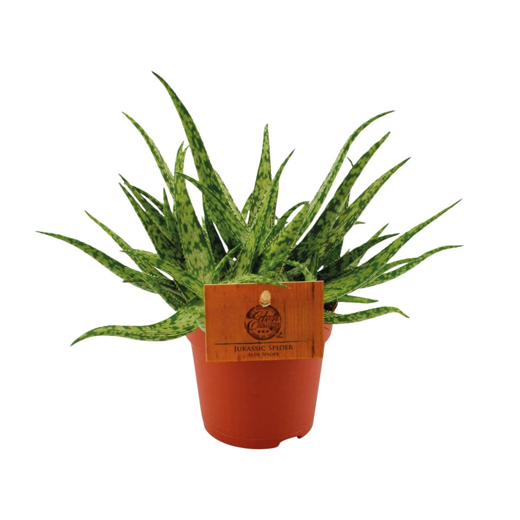Aloe Spider – Ø10 cm, 15 cm hoog