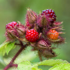 Rubus phoenicolasius (Japanese wineberry) – 2 plants, Ø15 cm, 50 cm high