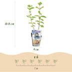 Lonicera caerulea 'Kamtschatica' (Maibeere) – 6 Pflanzen, Ø 9 cm, 35 cm hoch