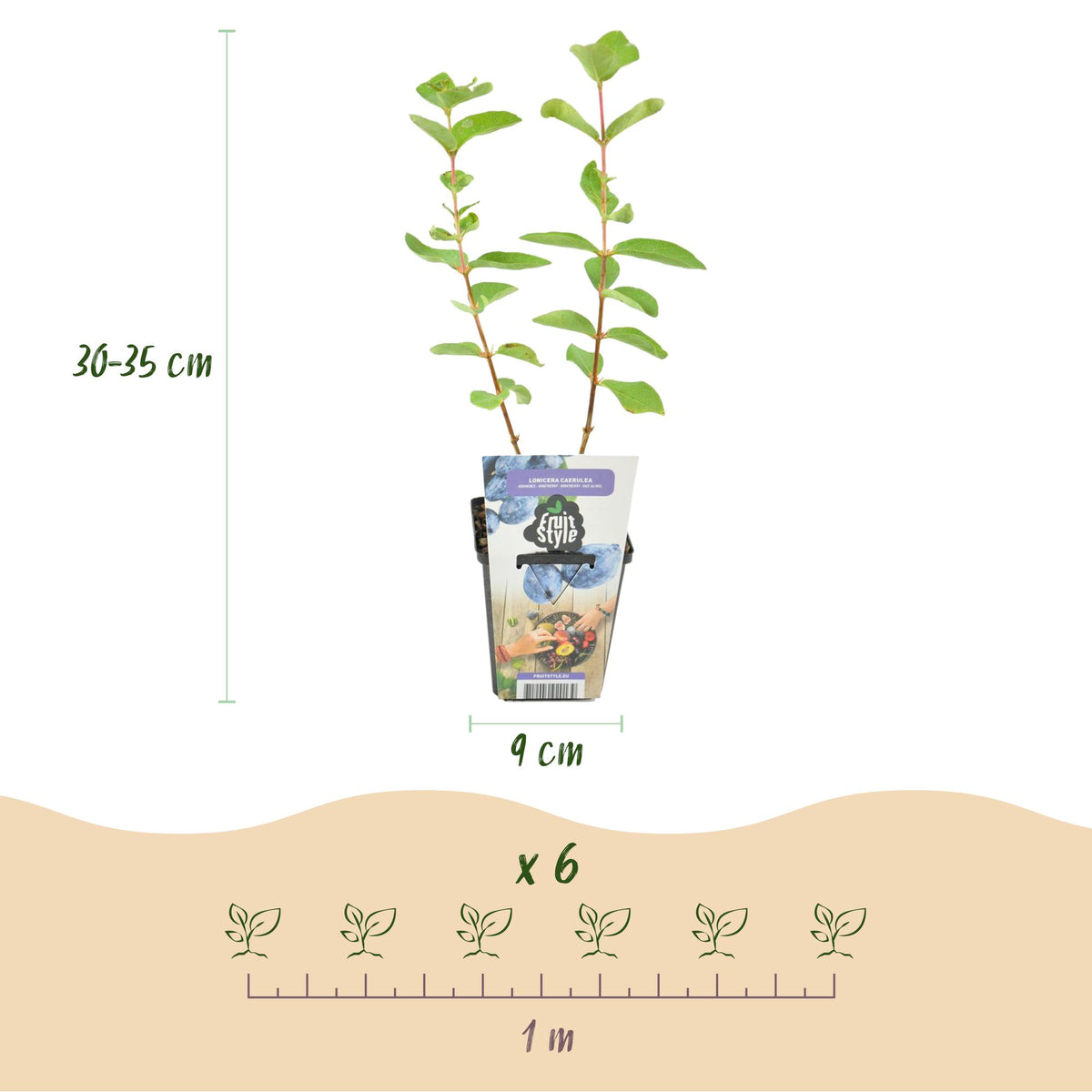 Lonicera caerulea 'Kamtschatica' (Maibeere) – 6 Pflanzen, Ø 9 cm, 35 cm hoch – Bild 3