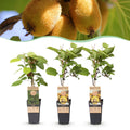 Actinidia 'Weiki & Golden Kiwi' (Kiwipflanze) (1 männlich + 2 weiblich) – gelb – 3 Pflanzen, Ø 15 cm, 50 cm hoch