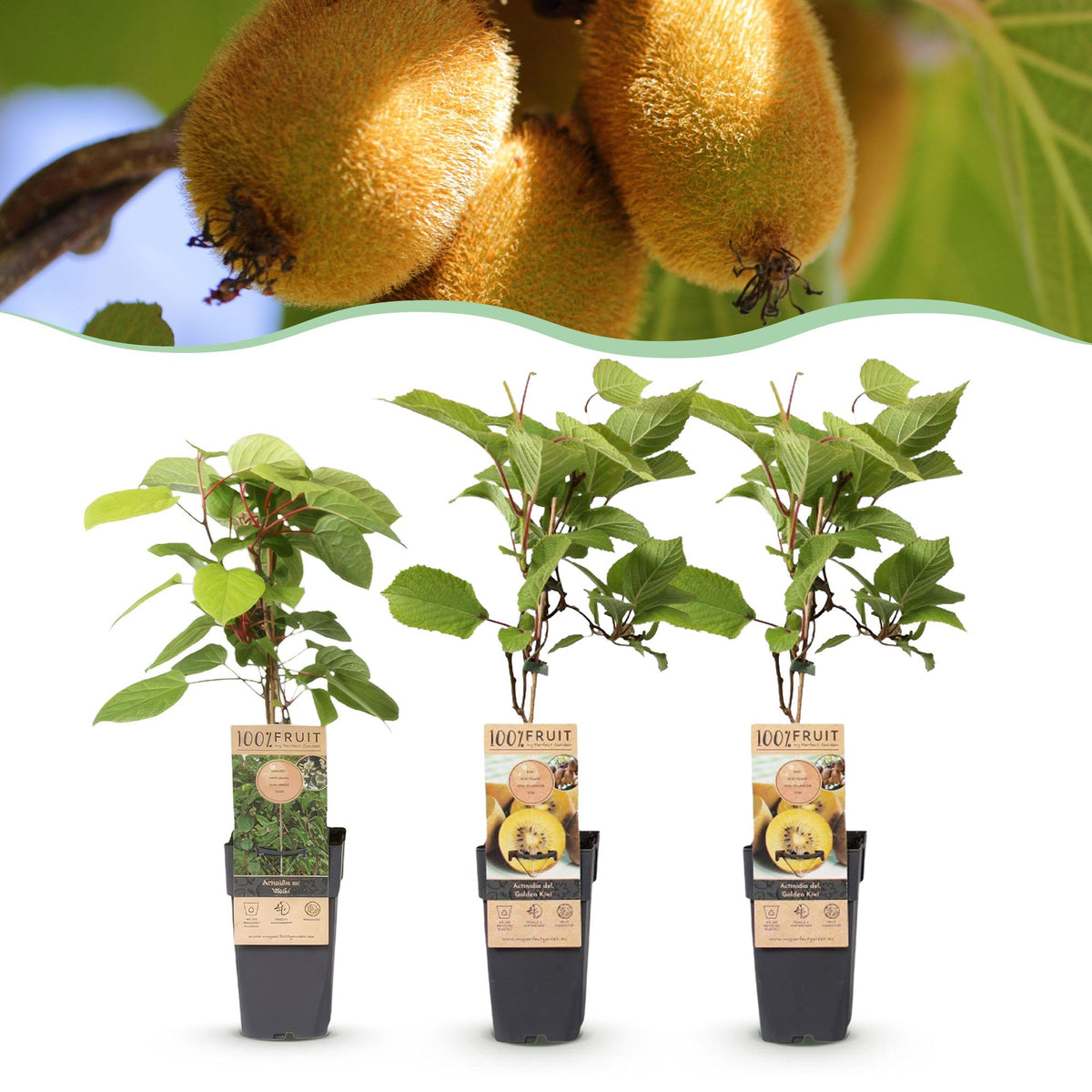 Actinidia 'Weiki & Golden Kiwi' (kiwiplant) (1 mannelijke + 2 vrouwelijke) – geel – 3 planten, Ø15 cm, 50 cm hoog