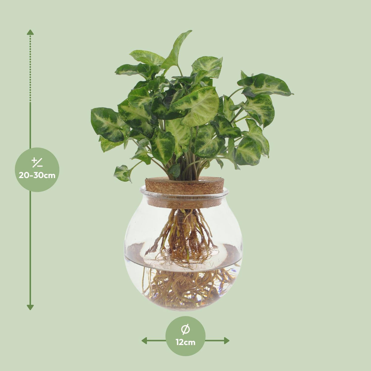 Syngonium Pixie – Ø 12 cm, 30 cm hoch