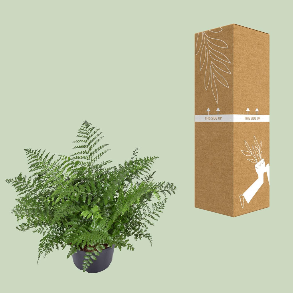 Asplenium Parvati (fugleredbreg) – Ø23 cm, 55 cm høj