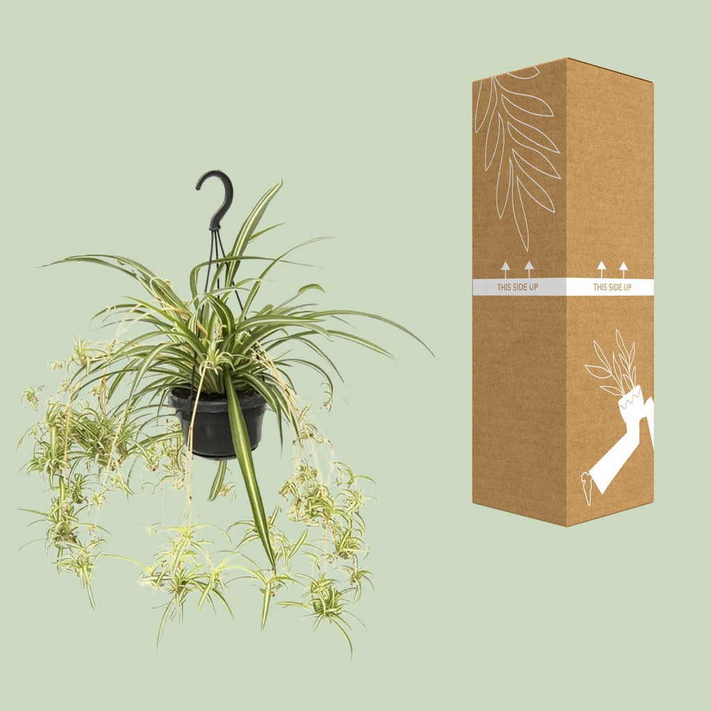 Chlorophytum comosum Variegatum (graslelie) – Ø14 cm, 55 cm hoog