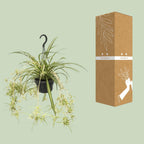 Chlorophytum comosum Variegatum (graslelie) – Ø14 cm, 55 cm hoog