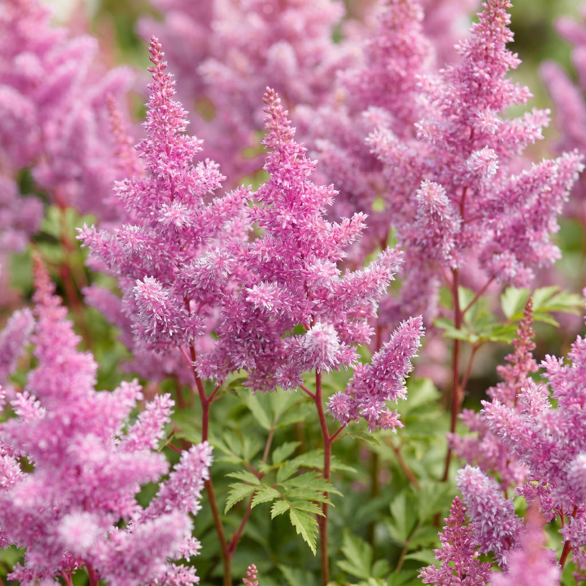 Astilbe chin. 'Pumila' (pluimspirea) – paars – 3 planten, Ø11 cm, 15–25 cm hoog
