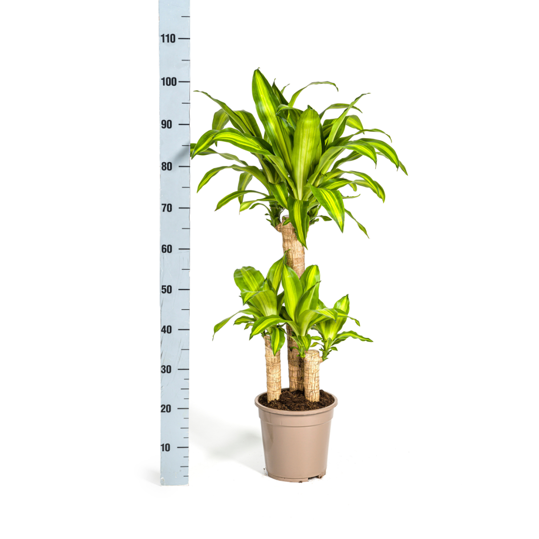 Dracaena fragrans Massangeana (Drachenbaum) – Ø 21 cm, 90–110 cm hoch