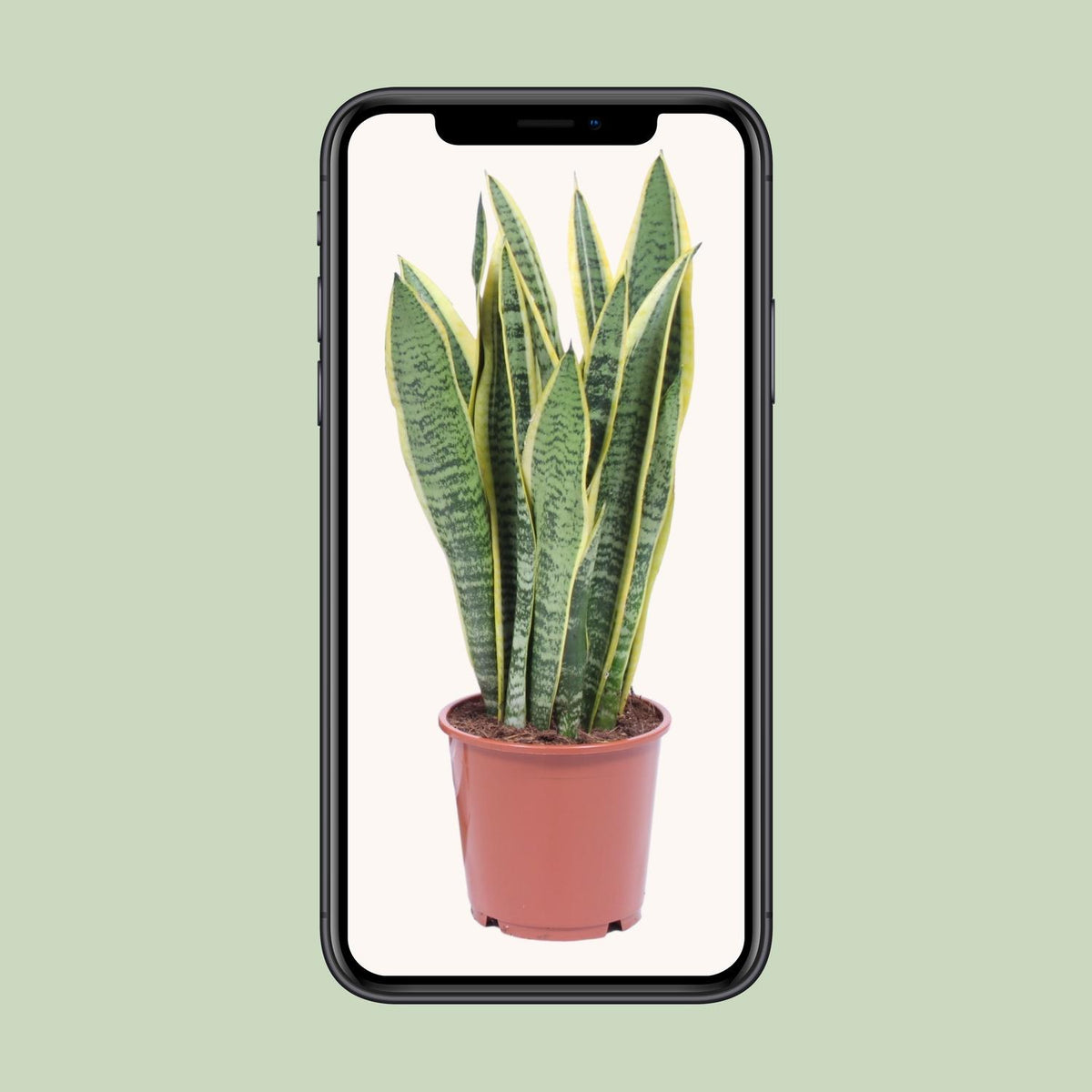 Sansevieria trifasciata Laurentii (vrouwentong) – Ø14 cm, 40 cm hoog