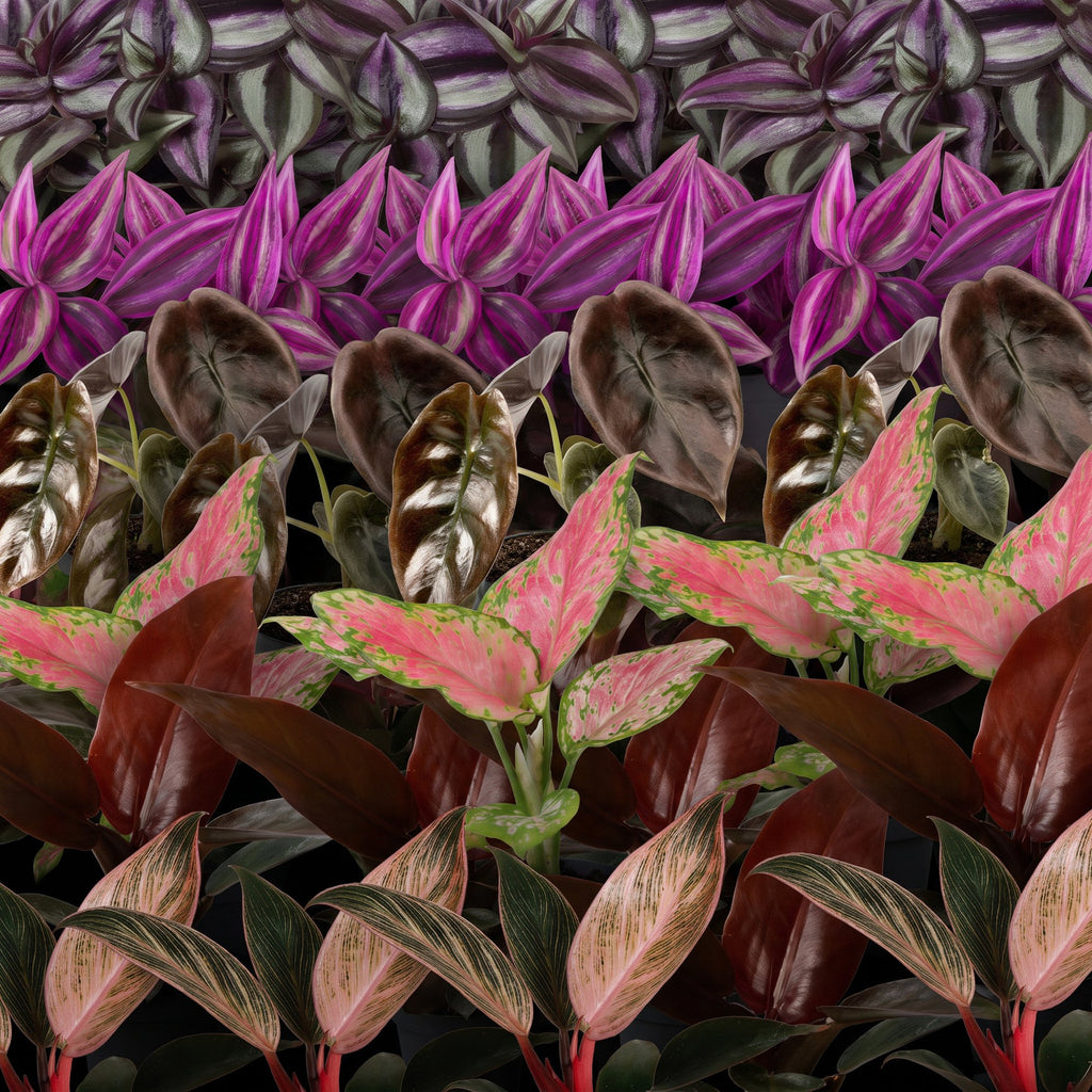 6× Babyplantjes Paradise Mix incl. Linnea Olive – Ø6 cm, 10–15 cm hoog – foto 4