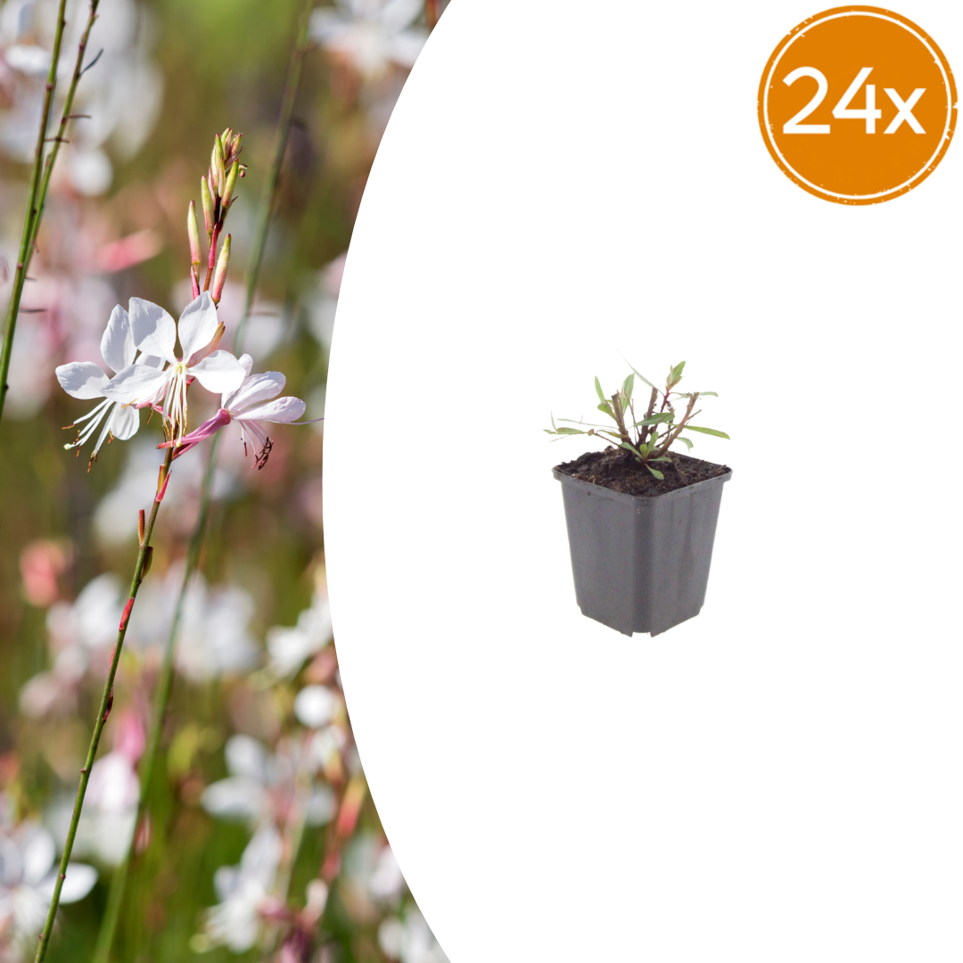 Gaura l. 'Whirling Butterflies' (gaura) – 24 plantes, Ø9 cm, 10–25 cm de haut